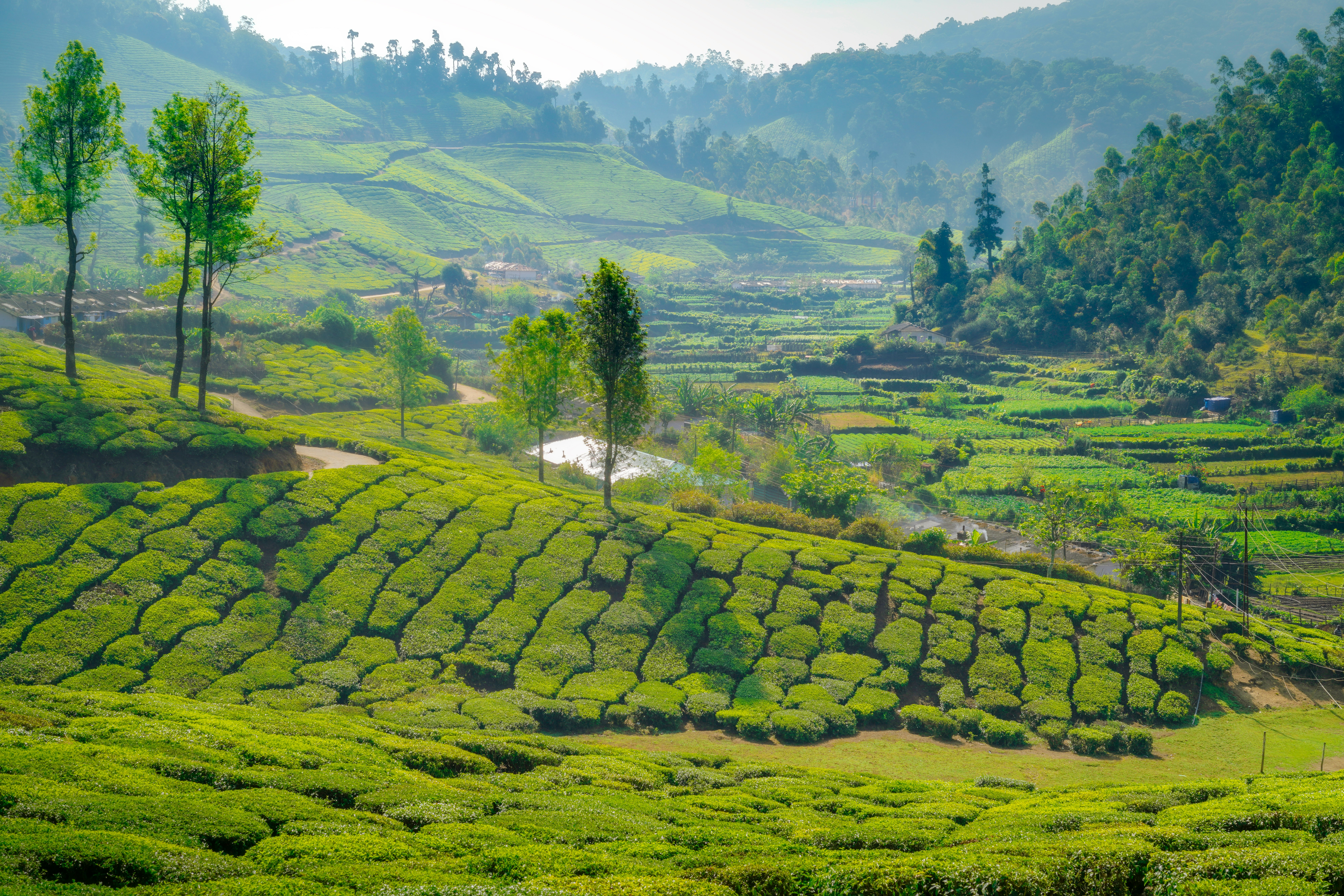 Munnar Hill Station tour image 2