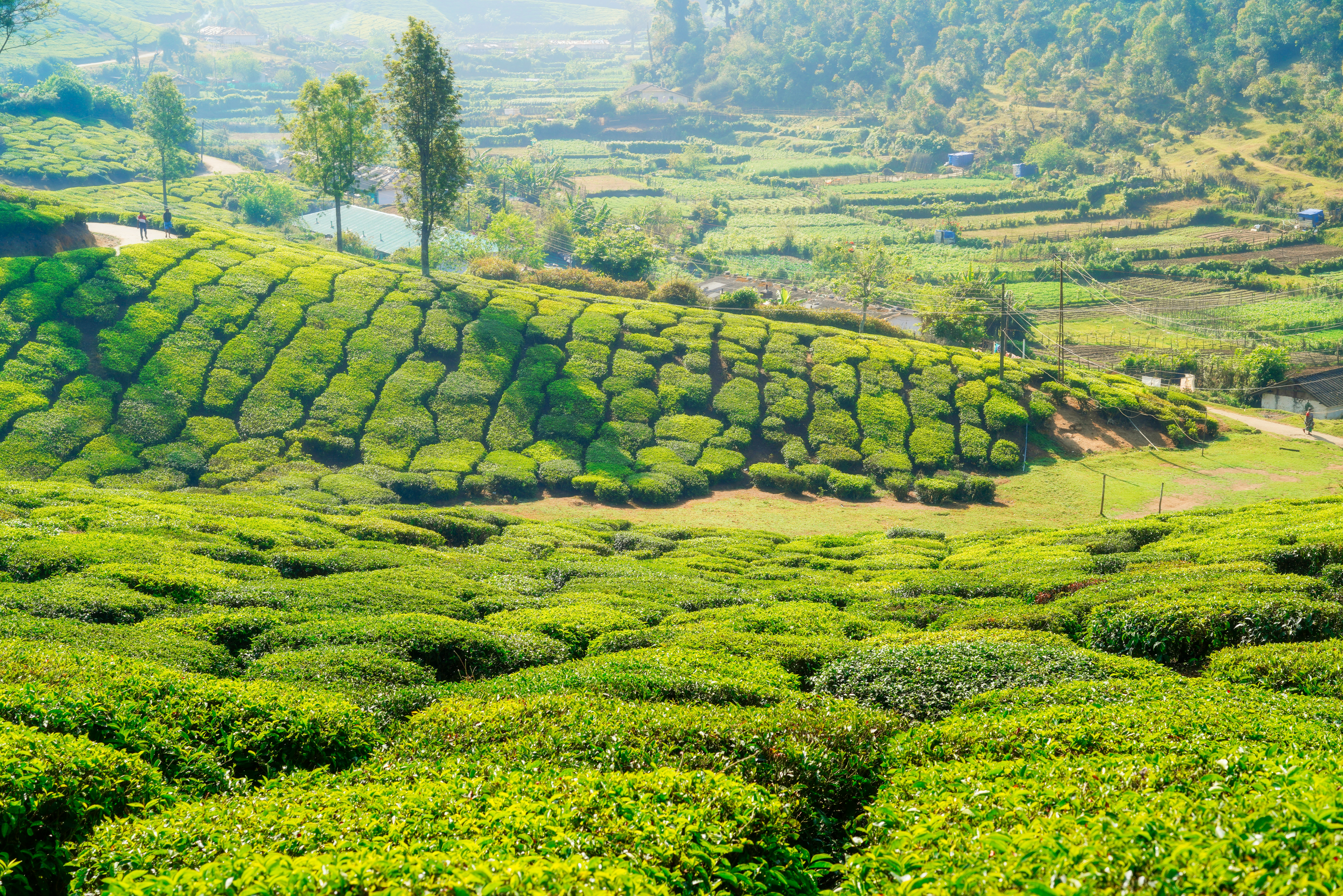 Munnar Hill Station tour image 3