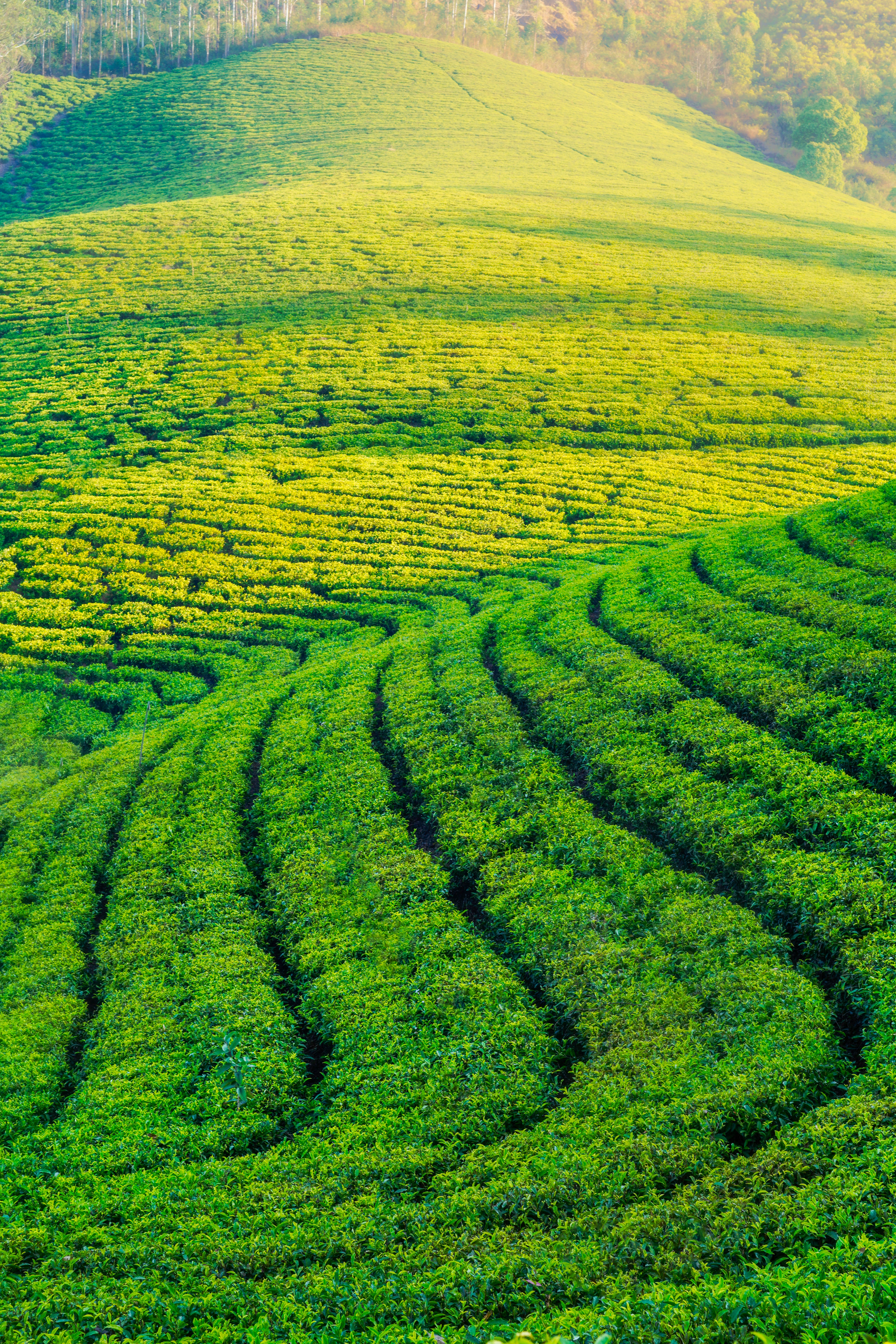 Munnar Hill Station tour image 4