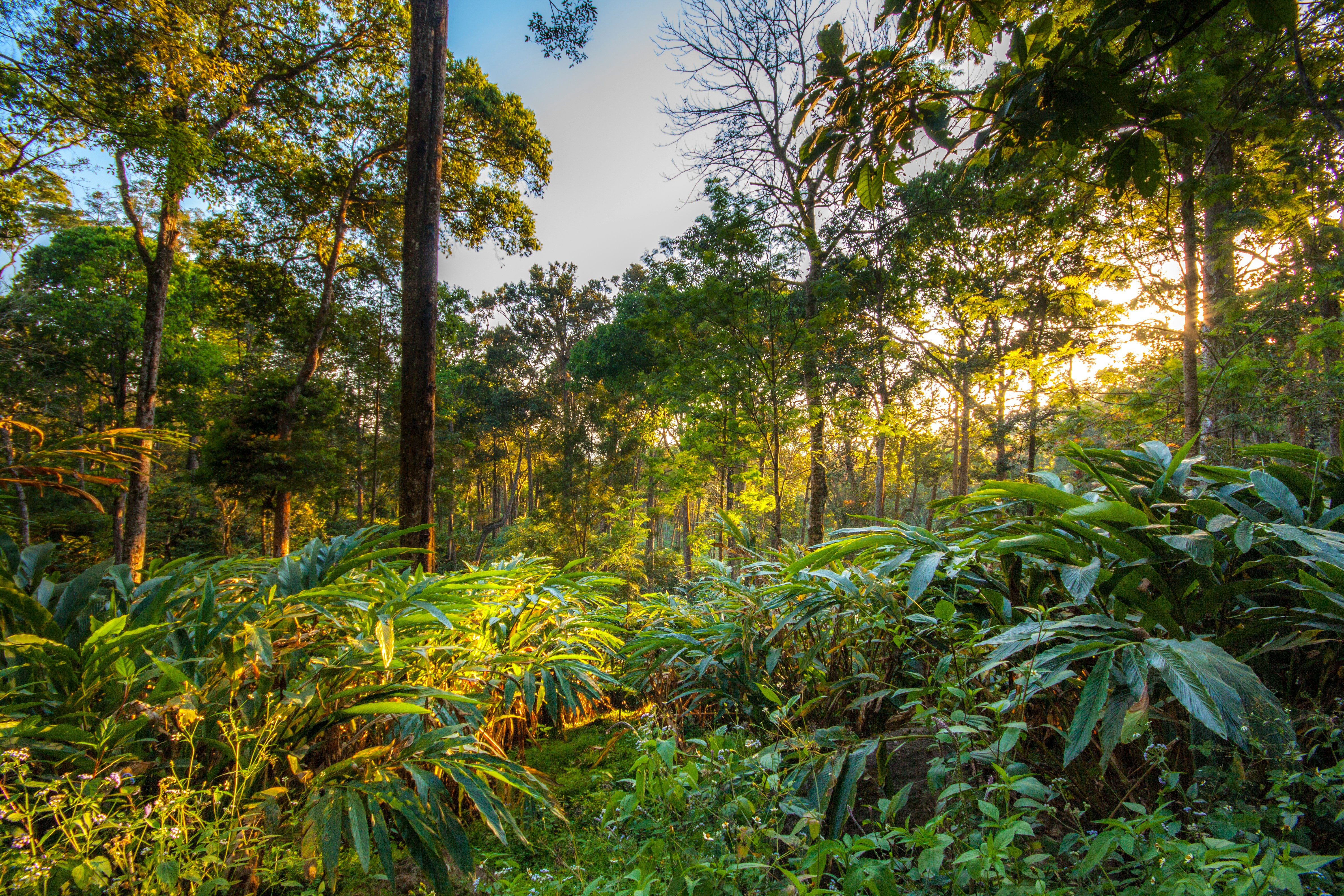 Thekkady Wildlife & Spice Tour tour image 4