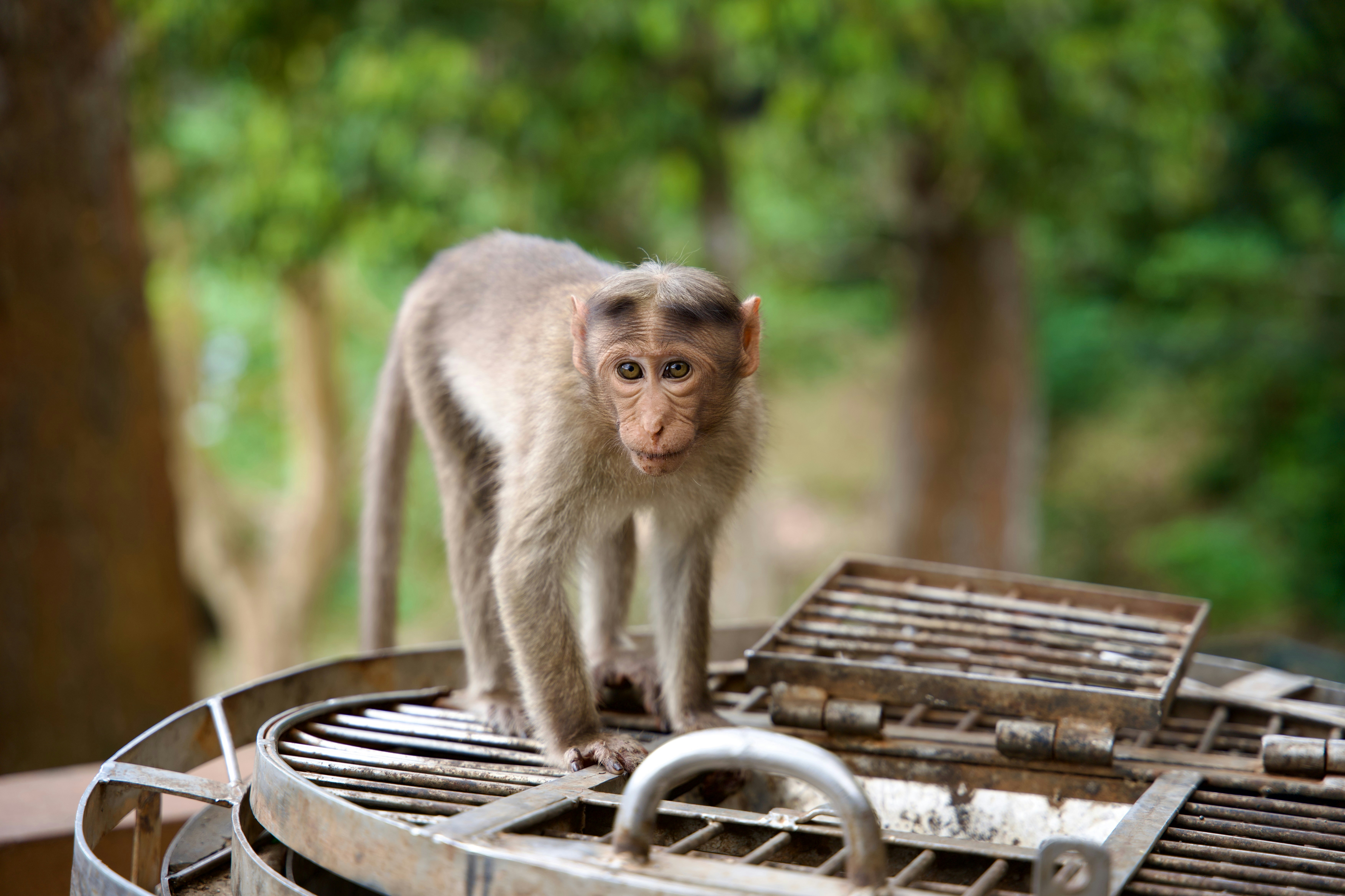 Thekkady Wildlife & Spice Tour tour image 5