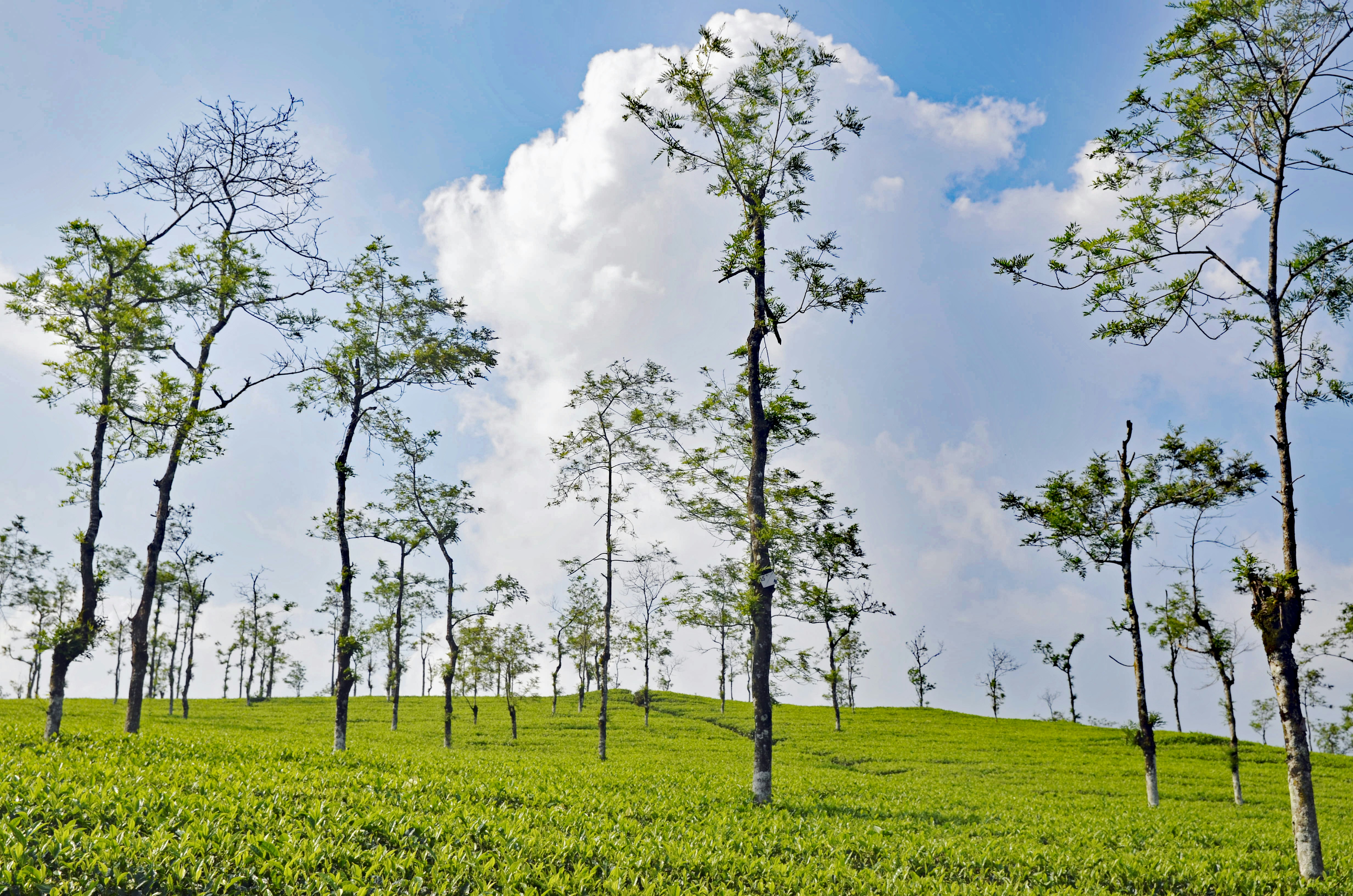 Vagamon Hill Station tour package